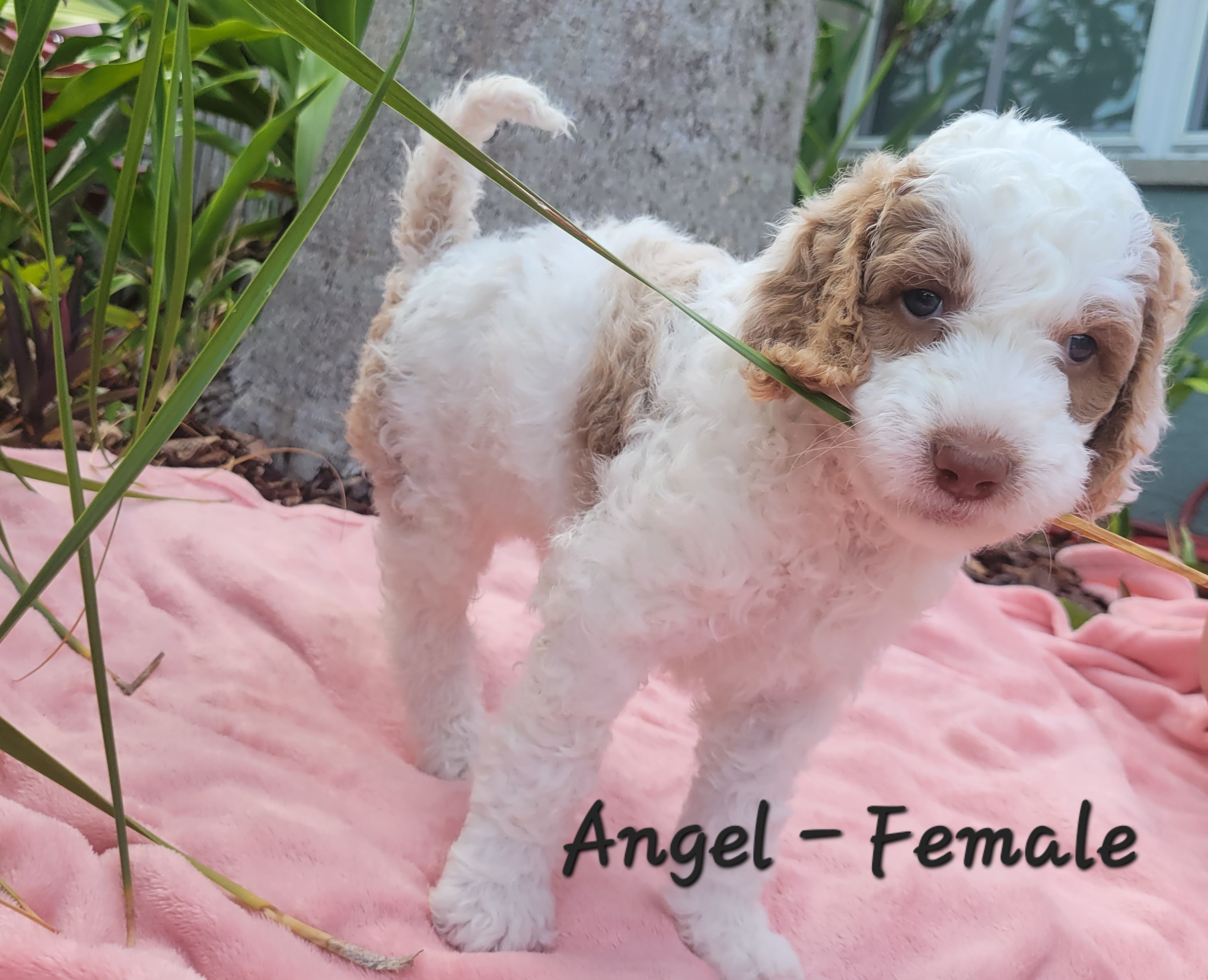 Angel - Parti Springerdoodle puppy in Bradenton, Florida from Springerdoodles of Florida