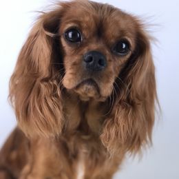 Tula - Cavalier King Charles Spaniel