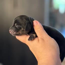 Black and Cream - Black and cream female Dachshund puppy in Harmony, North Carolina from Schuster Haus