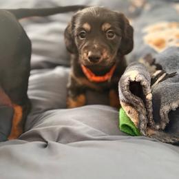 Chewy - Black and tan male Dachshund puppy in Meridian, Id 83646 3658, Idaho from Boise Best Mini Dachshunds