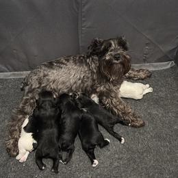 Miniature Schnauzer Puppies from Dara's Miniature Schnauzers