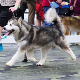 Olivia - Alaskan Malamute