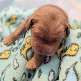 Vivillon - Dark golden female Golden Retriever puppy in Minneapolis, Minnesota from Firestorm Goldens
