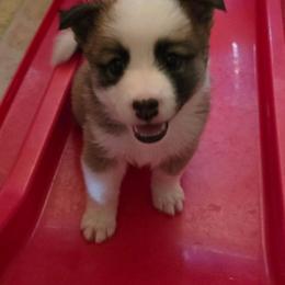 Miska - Tan and white female Icelandic Sheepdog puppy in Mariposa, California from Glacier Point Icelandics