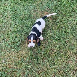 Pup - Black brown and white female Basset Hound puppy in Dutton, Alabama from Synbella's Charming Basset's