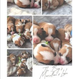 Boy 2 - White and red male Pembroke Welsh Corgi puppy in Milton, Florida from Milton Corgis