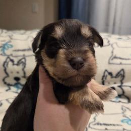 Pippin - Liver female Miniature Schnauzer puppy in Graham, Washington from Olivia's Miniature Schnauzer's