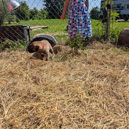 Boy 4 - Brindle male Anatolian Shepherd Dog puppy in Cleveland, Minnesota from Schmahl Family Farms