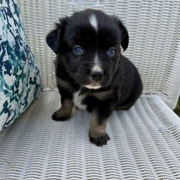 BlackBerry - male Toy Australian Shepherd puppy in Medical Lake, Washington from MAS Gone Rogue