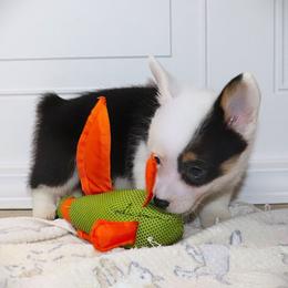 AKC Pink ID Girl - Black and tan female Pembroke Welsh Corgi puppy in Ash Flat, Arkansas from Arkansas Corgis