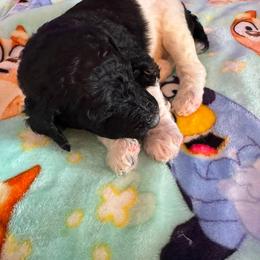 Poodle Puppies from Candace Yakes