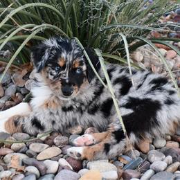 Juniper - Blue merle female Australian Shepherd puppy in Stephenville, Texas from Rockin B Australian Shepherds