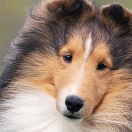 Shetland Sheepdogs from Kyntara Shelties