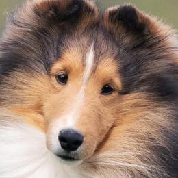 Shetland Sheepdogs from Kyntara Shelties