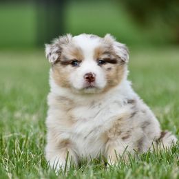 Blossom - Red merle Australian Shepherd puppy in Denton, Maryland from Oak Haven Aussies