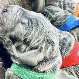 Great Danes from Ocean Blue Danes