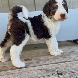 Black collar - Tri-color male Bernedoodle puppy in Marlow, Oklahoma from Crider’s Critters