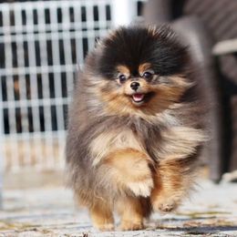 Harry - Black and tan male Pomeranian puppy in Las Vegas, Nevada from Velvet-Paws Pomeranians