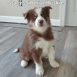 Peter - Red and white male Siberian Husky puppy in Savannah, Georgia from Stacy's Siberian Huskies