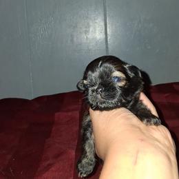 Boy 1 - Black gold and white male Shih Tzu puppy in Birmingham, Alabama from K&D kennels