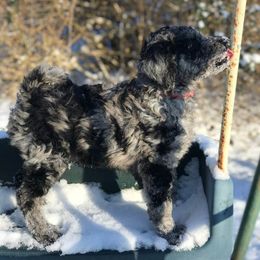 Aussiedoodles from K and D Connections