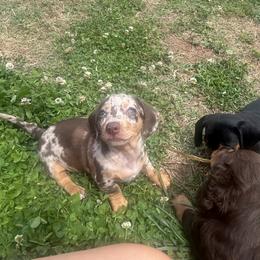 Dachshund Puppies from Dapper Doxies