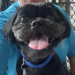 Remy - Black male Shih Tzu puppy in Kettering, Ohio from The Ruff Life Tribe