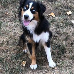 Aspen - Miniature Australian Shepherd