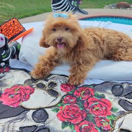 Cooper (Toy Cavapoo) - Red male Cavapoo puppy in Dallas, Texas from Halo's Heroes Doodles