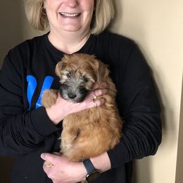 Soft Coated Wheaten Terrier Puppies from Exeter Soft Coated Wheaten Terriers