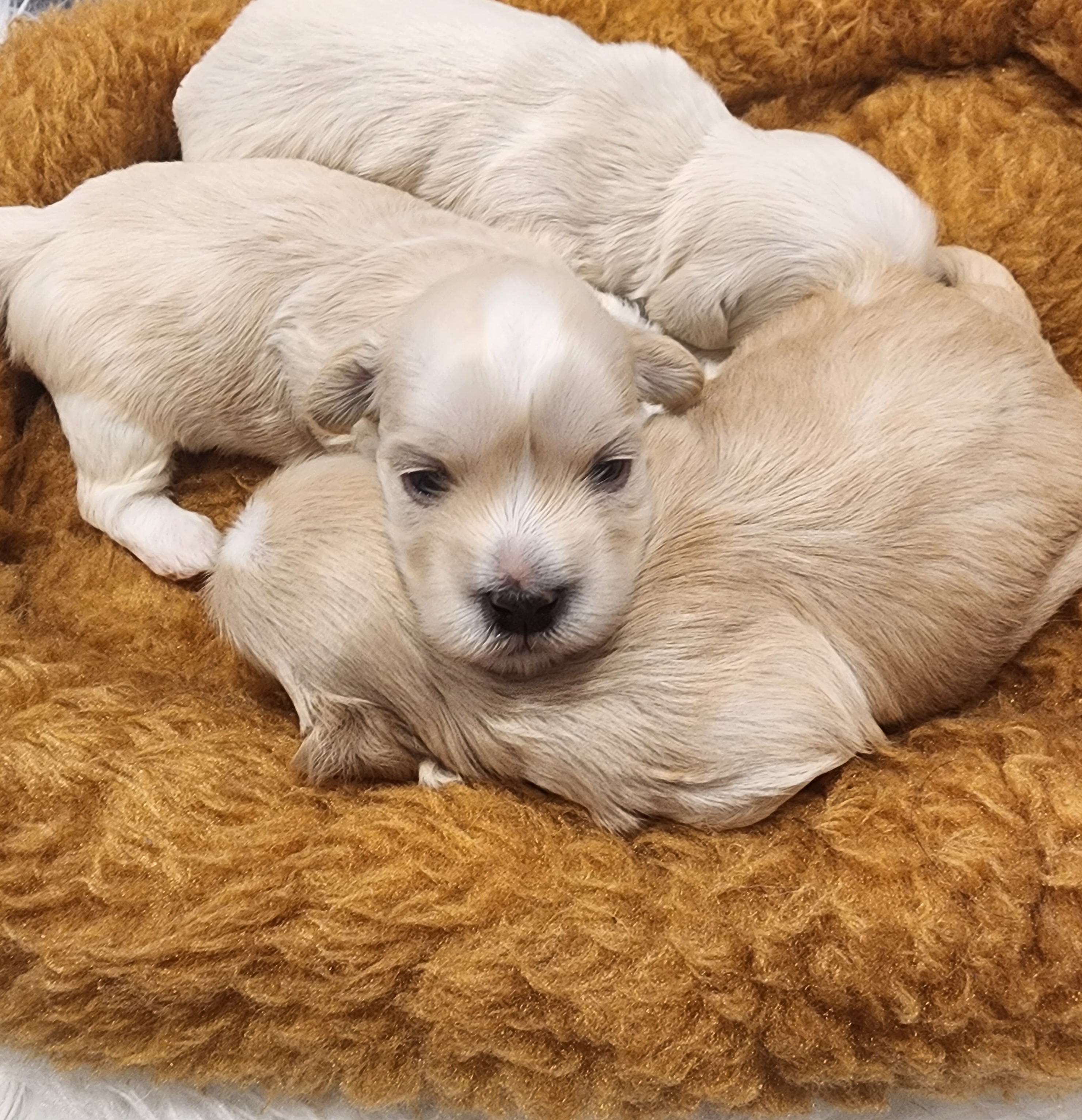 Boy 2 - Havanese puppy in Roswell, Georgia from Sweet Southern Havanese