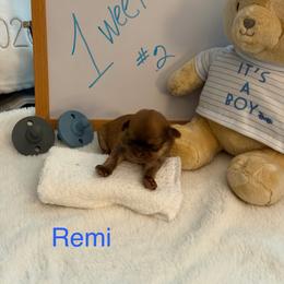Remi - Liver male Shih Tzu puppy in Machesney Park, Illinois from Maizy Mae's Moose Nuggets