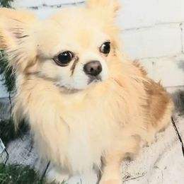 Teddy - Chihuahua