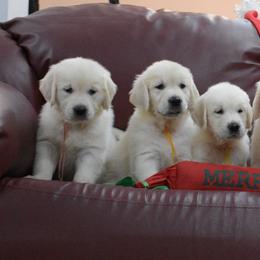 Golden Retriever Puppies from OC Goldens