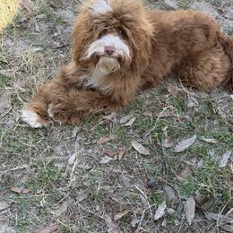 Jake - Red and white male Cockapoo puppy in Winnsboro, Texas from Happy Hollow Ranch