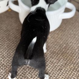 Queen - Black and white female Chihuahua puppy in Amity, Pennsylvania from Rhoda and Verna
