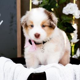Australian Shepherd Puppies from Boise Aussie Paws
