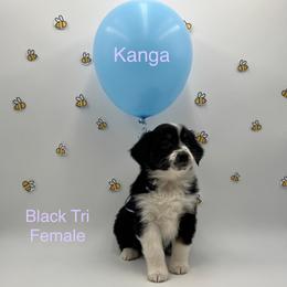 Kanga - Black tri female Miniature American Shepherd puppy in Tremonton, Utah from Azure Sky Minis