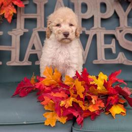 Peanut - Cream male Poodle puppy in Edgefield, South Carolina from Bettna standard poodle