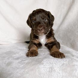 Brooks - Red tri-color male Aussiedoodle puppy in Burbank, Ohio from Berns & Doodles