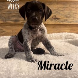 Miracle - Liver and white German Shorthaired Pointer puppy in Social Circle, Georgia from Social Point Gun Dogs
