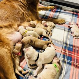 Second Pick Male - Golden male Golden Retriever puppy in Big Lake, Alaska from Birchwood Goldens
