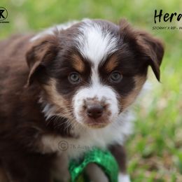 Australian Shepherd, Miniature American Shepherd, Miniature Australian Shepherd, and Toy Australian Shepherd Puppies from TK Standard, Mini, & Toy Aussies