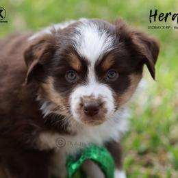 Australian Shepherd, Miniature American Shepherd, Miniature Australian Shepherd, and Toy Australian Shepherd Puppies from TK Standard, Mini, & Toy Aussies