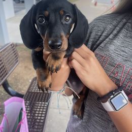 Dachshund Puppies from Dachshunds of Bunch