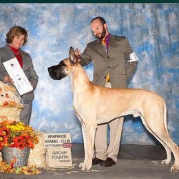 Great Dane All Grown Up from Glacier Danes