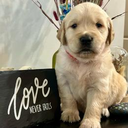 Ryder - Light golden male Golden Retriever puppy in Doniphan, Missouri from Stockford’s Golden Retrievers