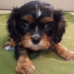 AKC S'more - Black and tan male Cavalier King Charles Spaniel puppy in Soddy Daisy, Tennessee from Cocoa Cavaliers