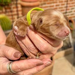 Nessa- lime collar girl - Red  female Goldendoodle puppy in Midlothian, Texas from Gray Doodles