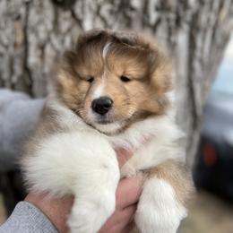 Dalmatian and Shetland Sheepdog Puppies from Karmayne Kennels